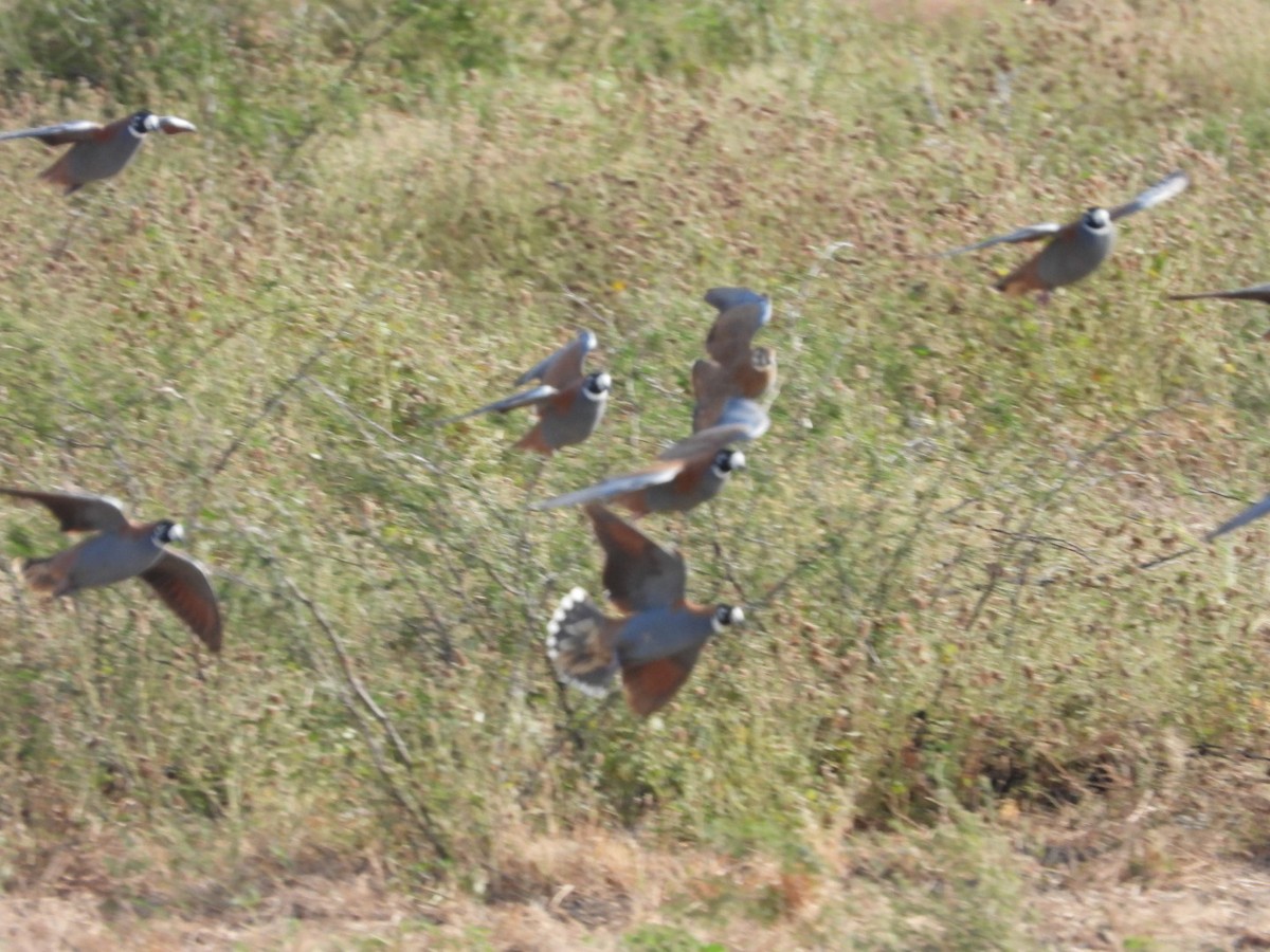 Flock Bronzewing - ML568187391