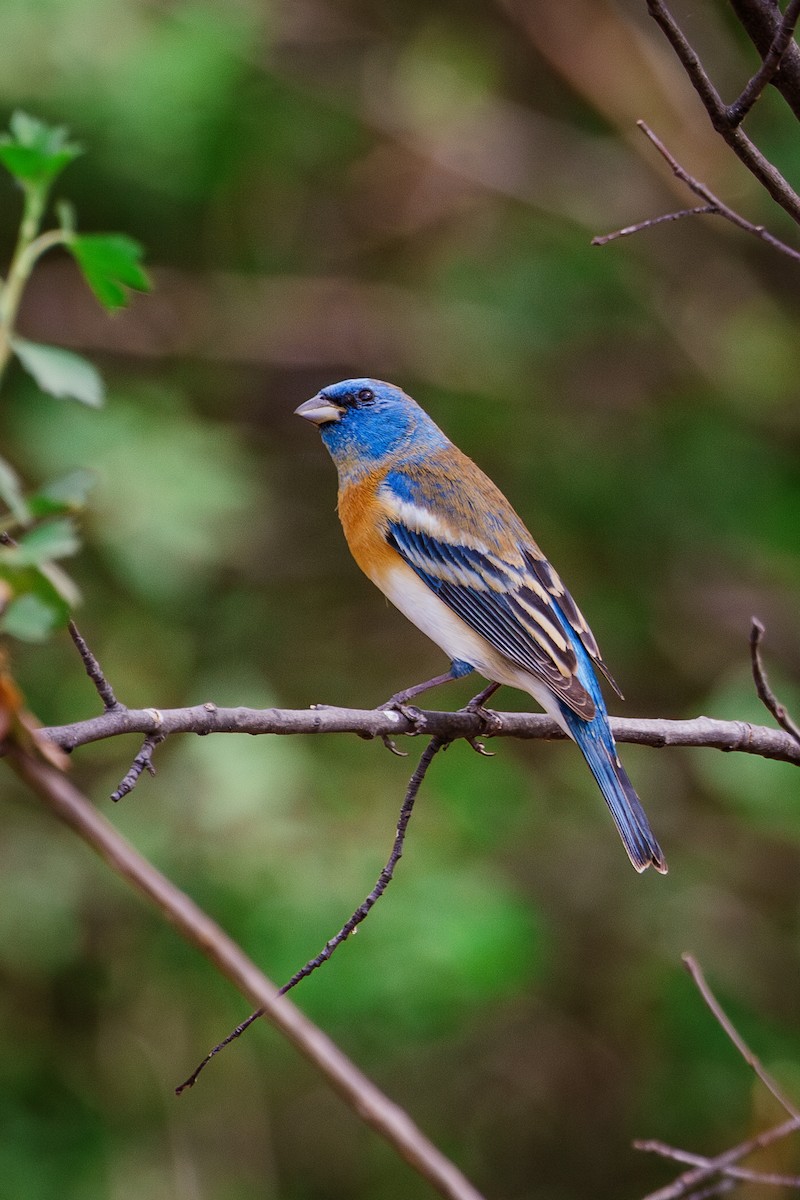 Lazuli Bunting - ML568187521