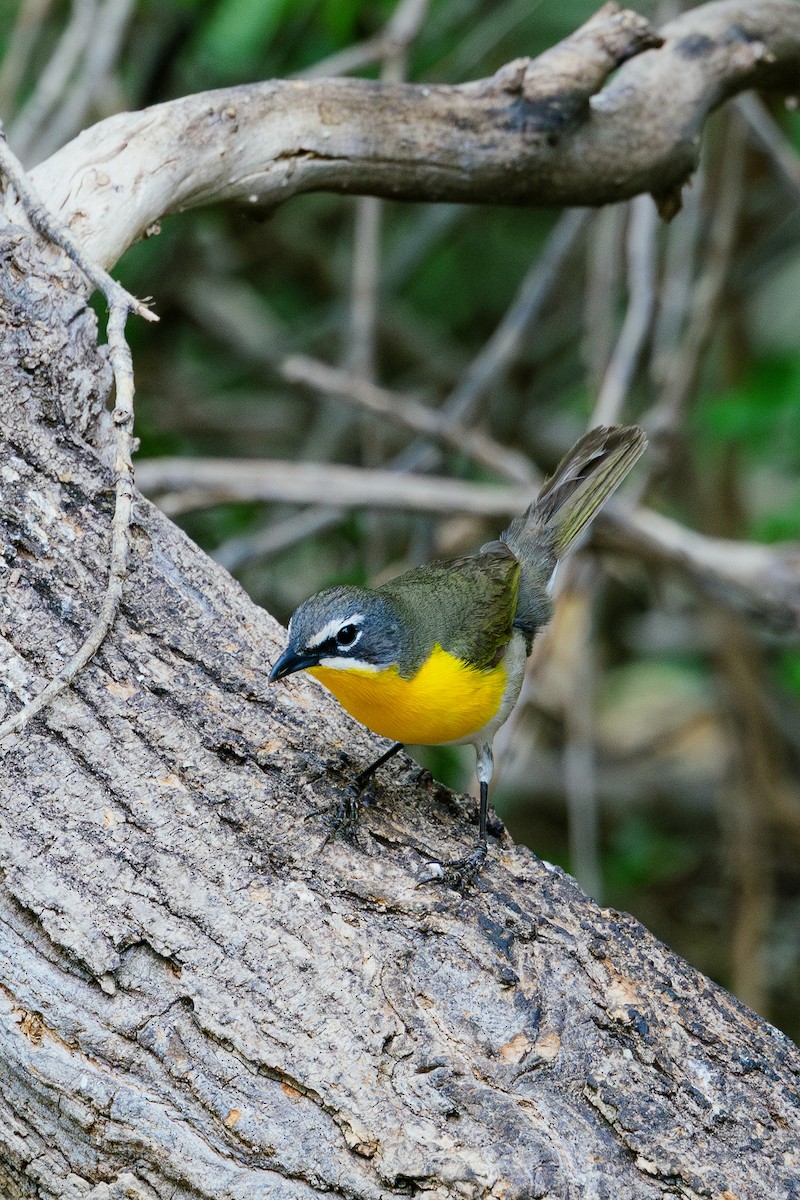 Yellow-breasted Chat - ML568187591