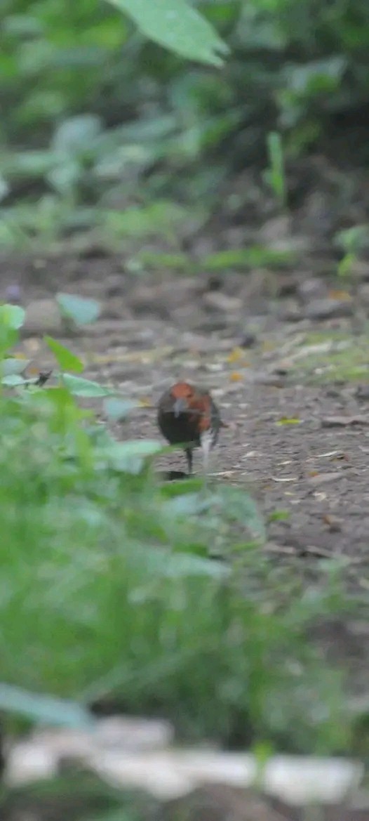 Slaty-legged Crake - ML568189451