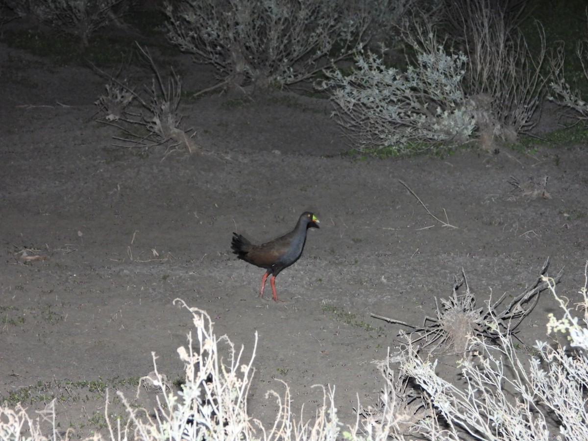 Black-tailed Nativehen - ML568189601