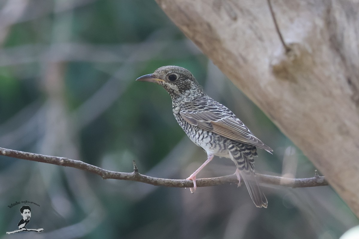 White-throated Rock-Thrush - Akekachoke Buranaanun