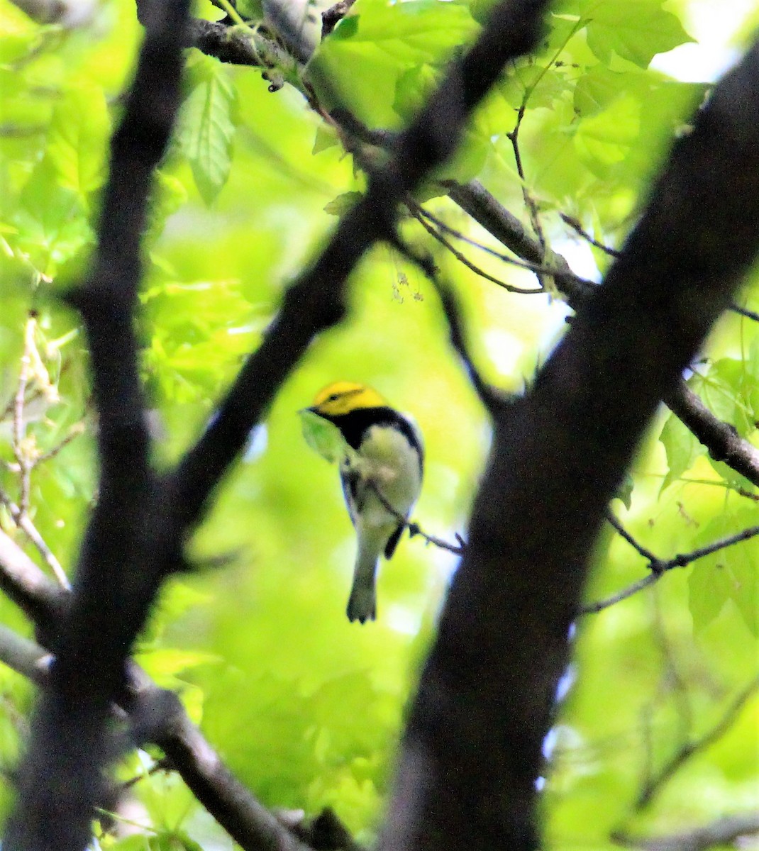 Black-throated Green Warbler - Jennifer  Day