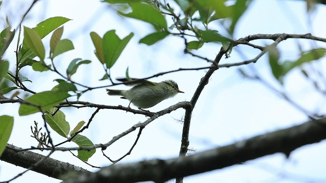 Blyth's Leaf Warbler - ML568190571