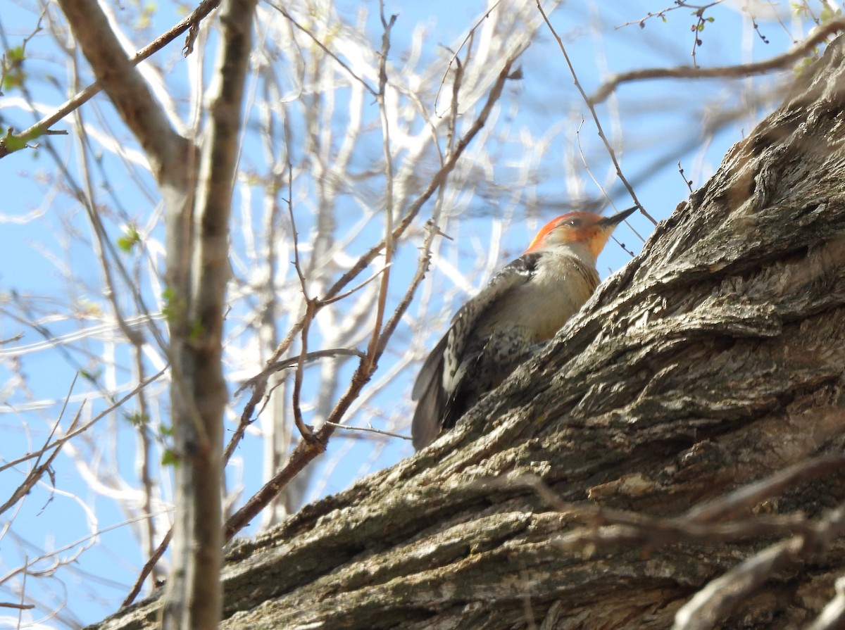 Red-bellied Woodpecker - ML568191061