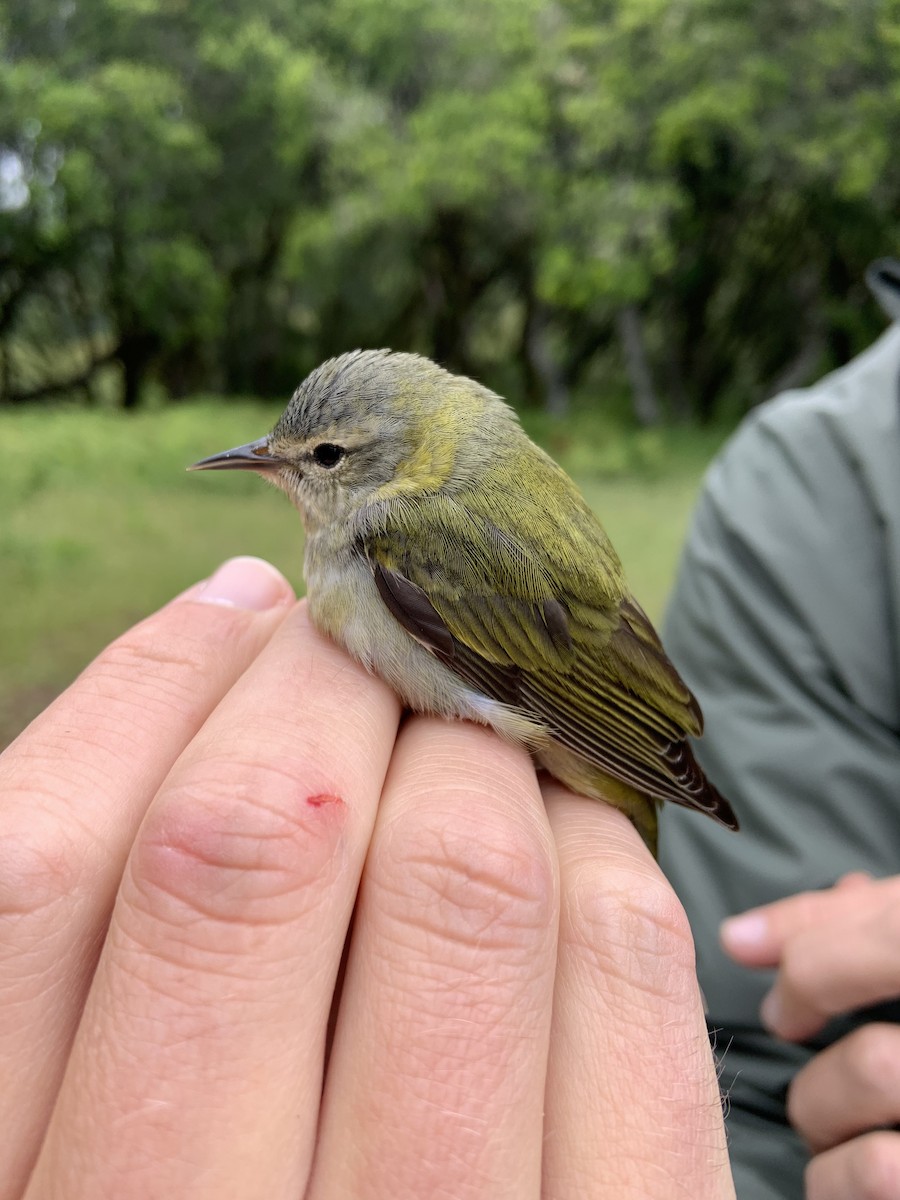 マミジロアメリカムシクイ - ML568191111