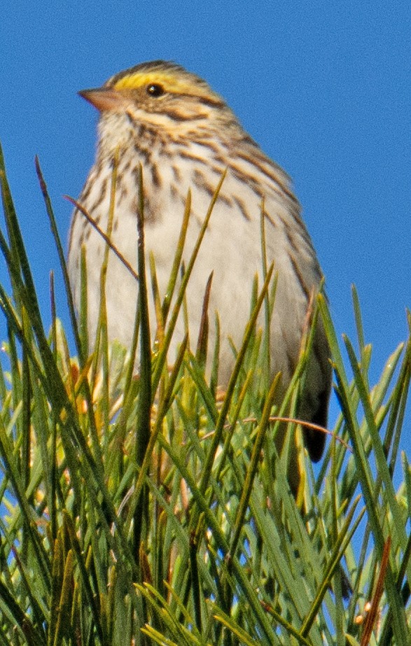 Savannah Sparrow - ML568191331