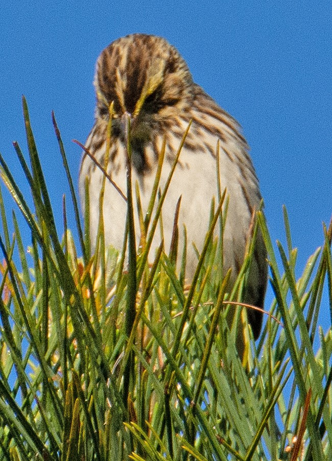 Savannah Sparrow - ML568191341