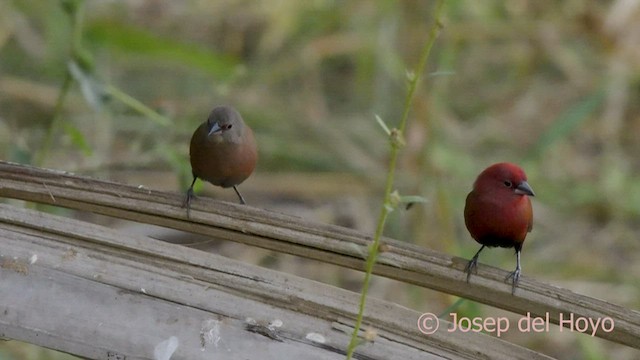 Black-bellied Firefinch - ML568191681