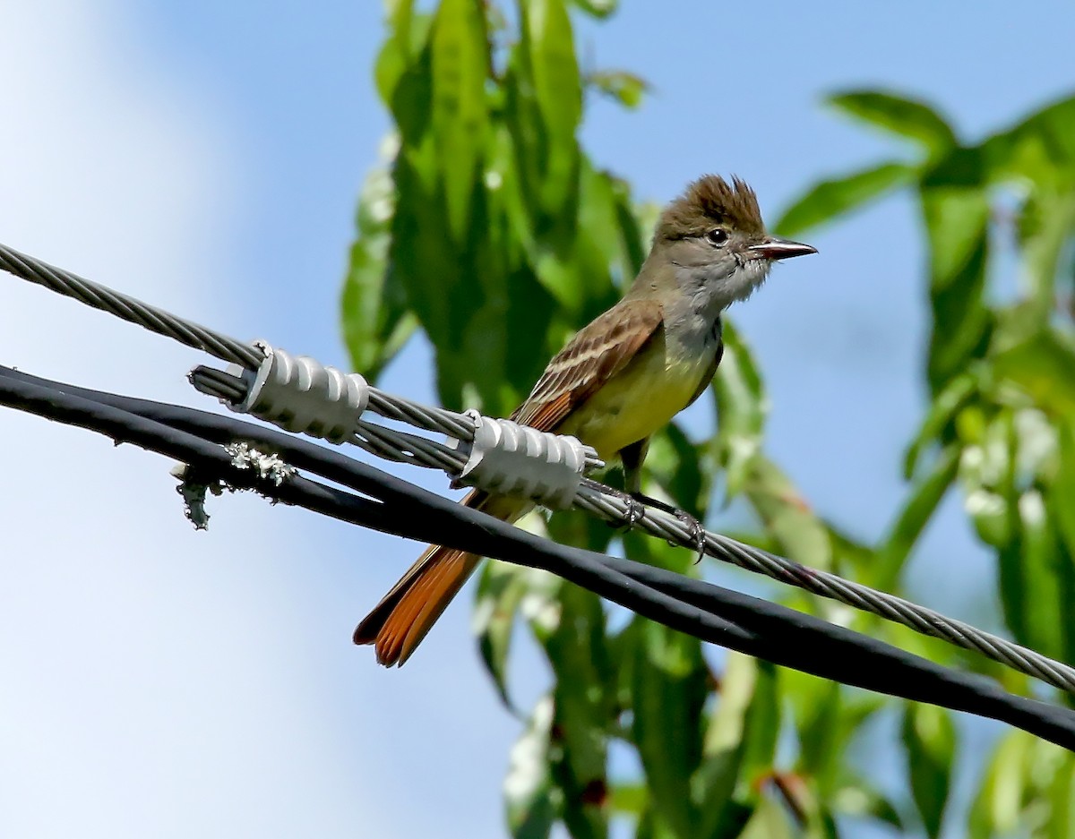 Great Crested Flycatcher - ML568192101