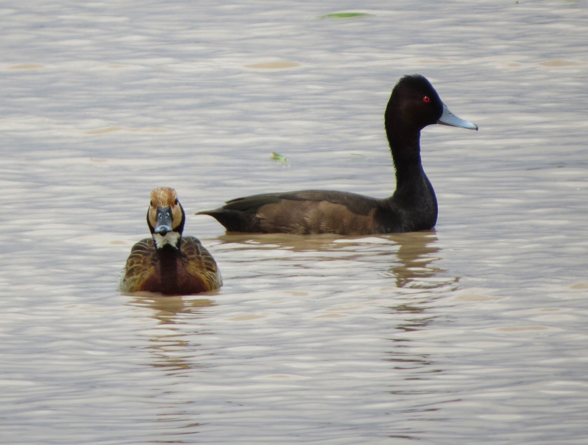 Southern Pochard - Nayib Hamdoun