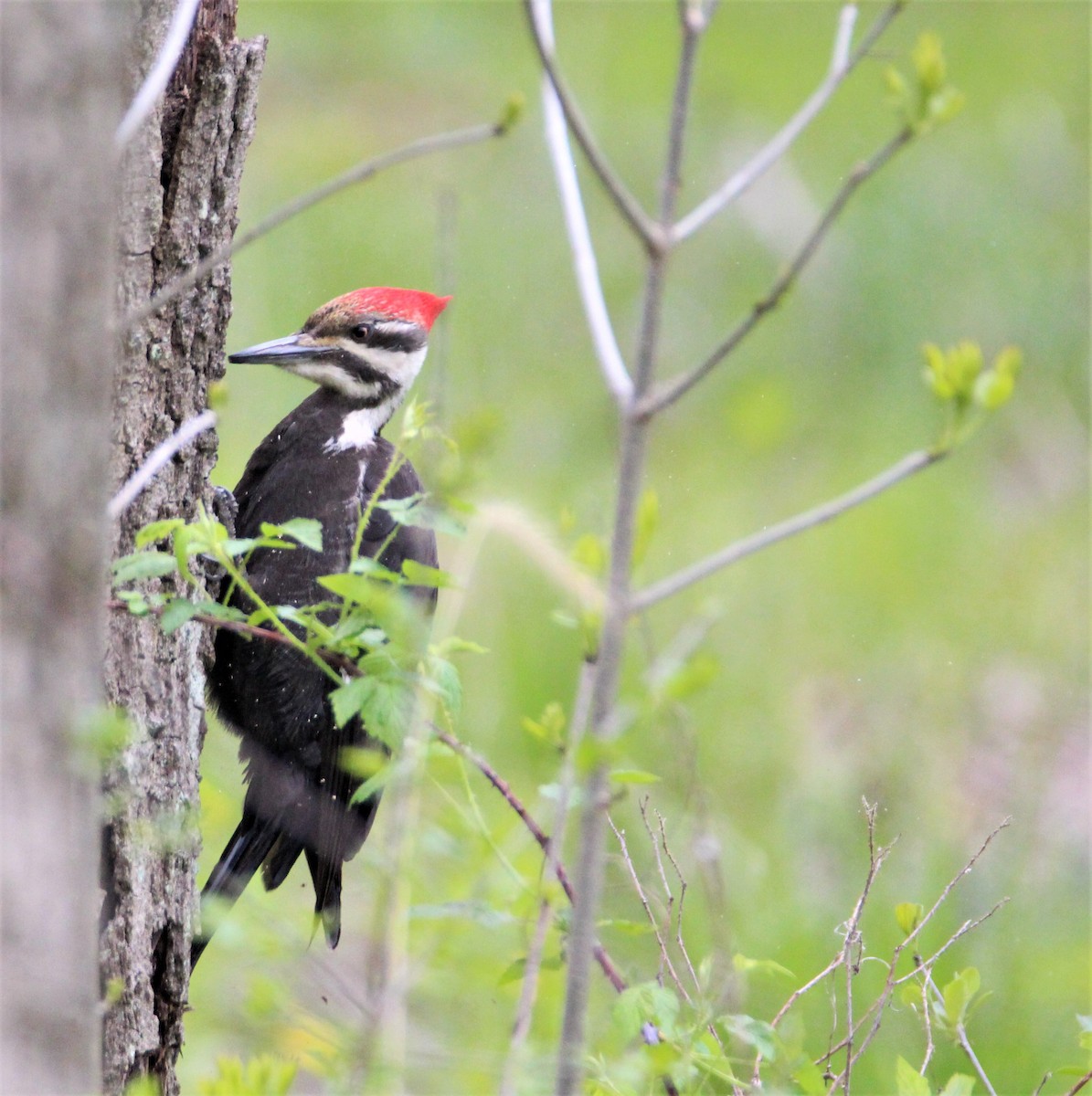 Pileated Woodpecker - Jennifer  Day