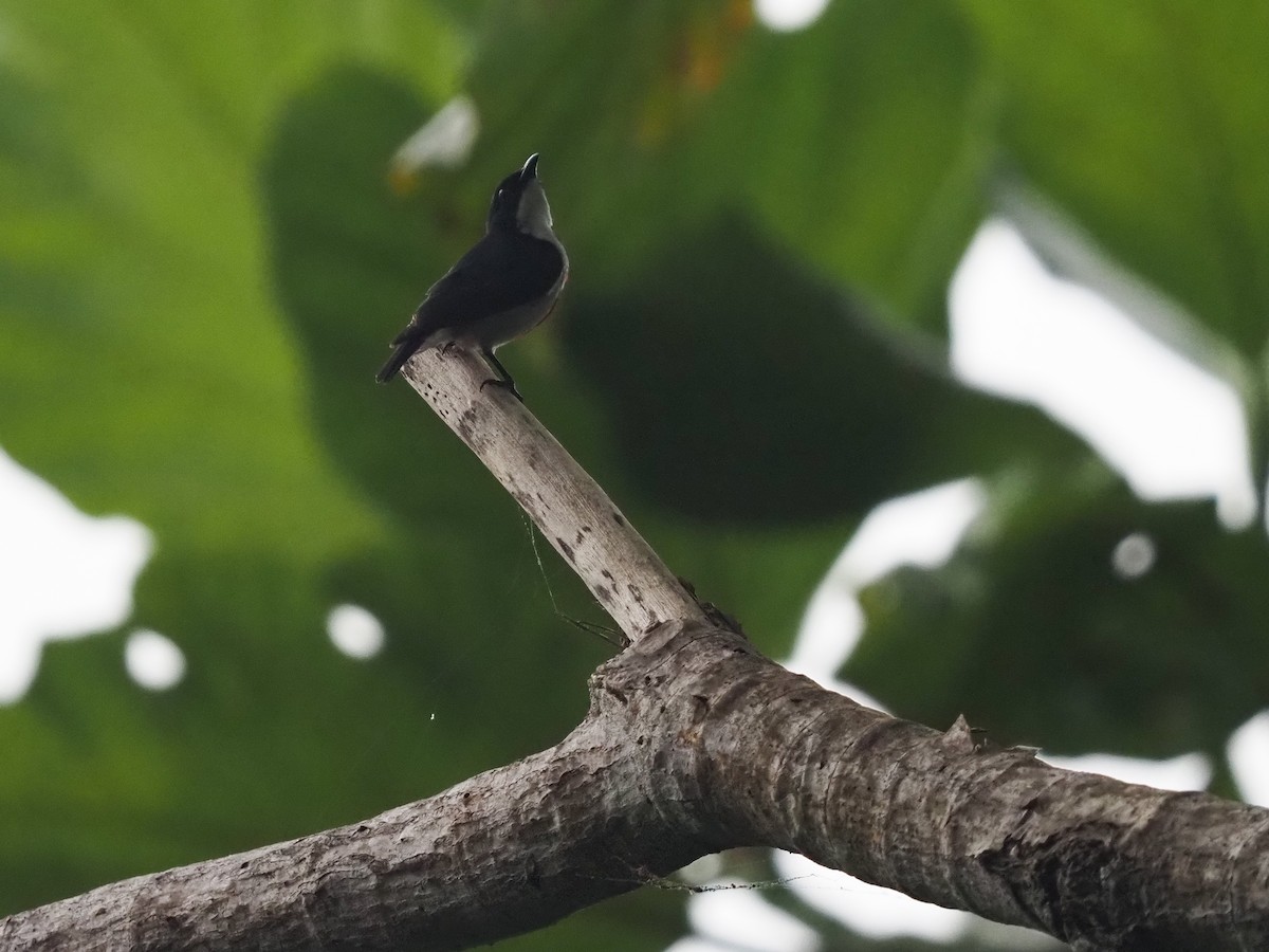 Bicolored Flowerpecker - ML568194991