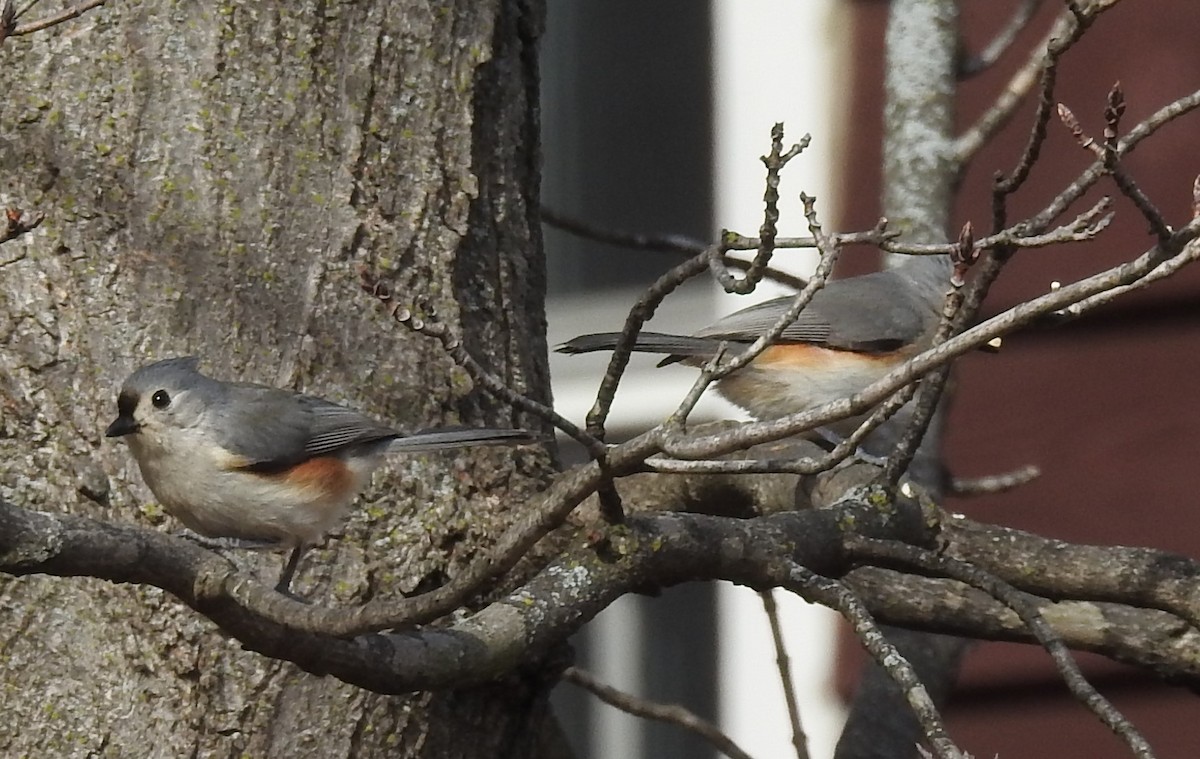 Tufted Titmouse - ML568195391