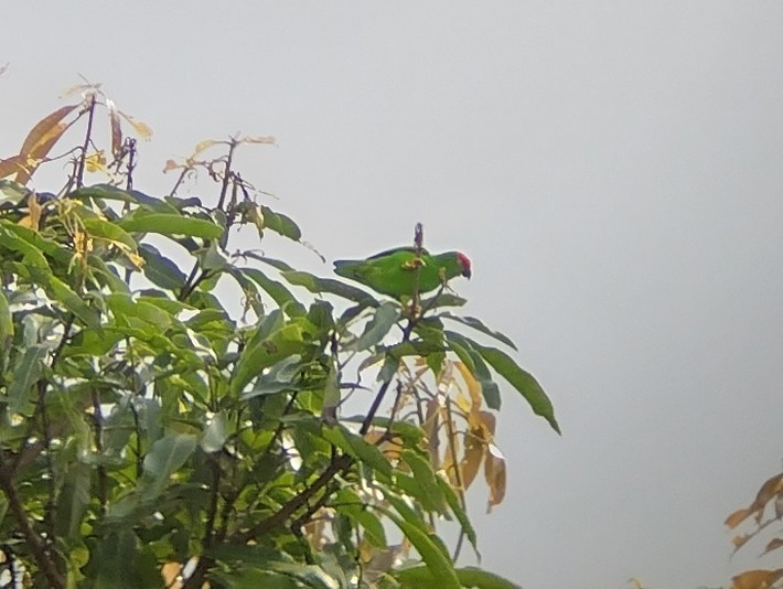 Sulawesi Hanging-Parrot - ML568195501
