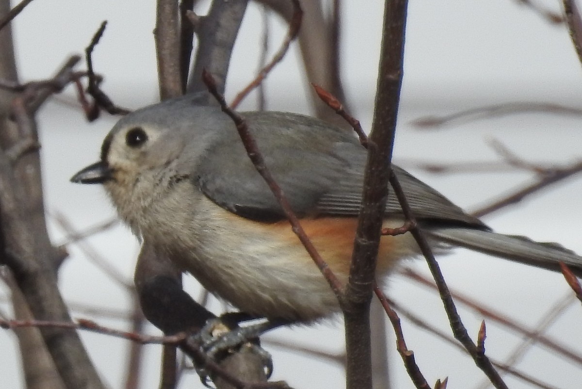 Tufted Titmouse - ML568195511