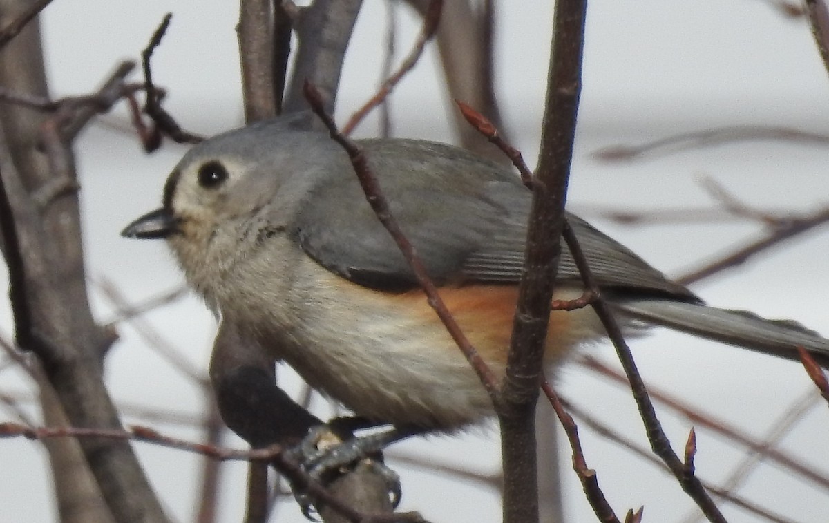 Tufted Titmouse - ML568195521