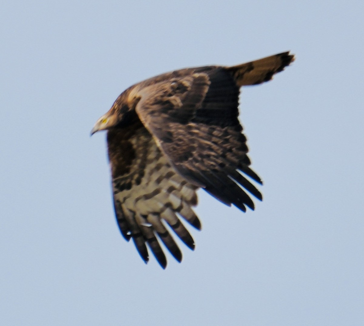 Oriental Honey-buzzard - ML568196141