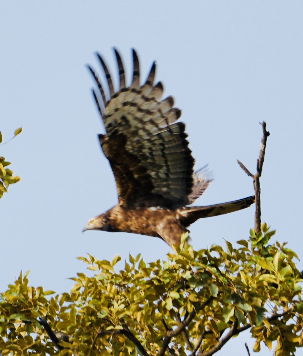 Oriental Honey-buzzard - ML568196161