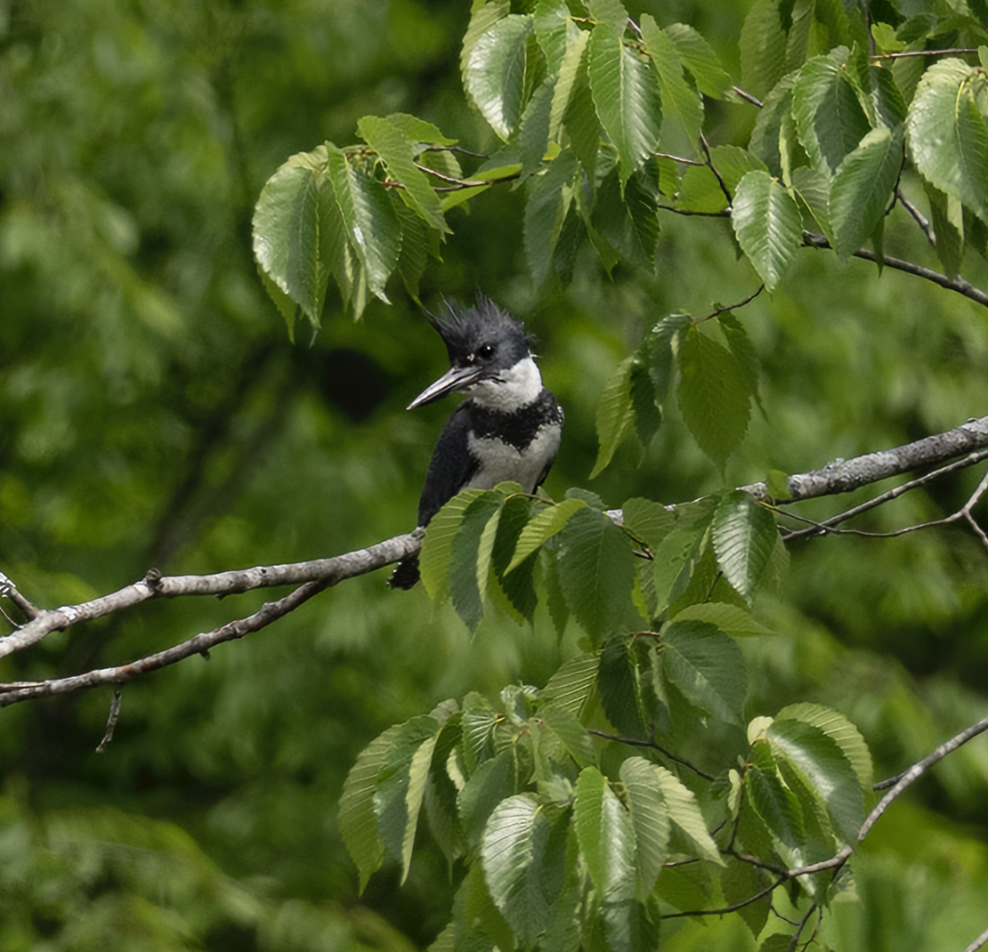 Belted Kingfisher - ML568196581