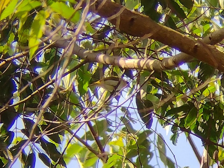 Black-ringed White-eye - ML568196621