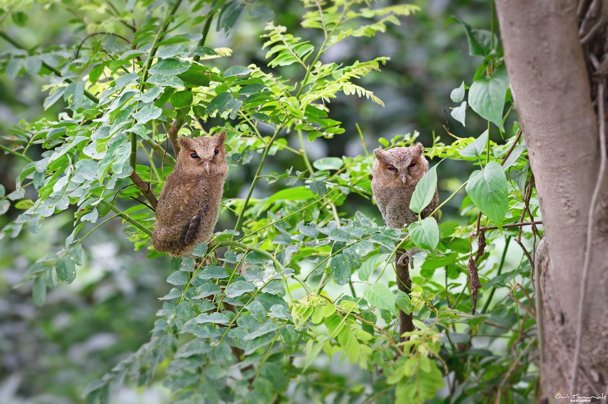 Collared Scops-Owl - ML568197191