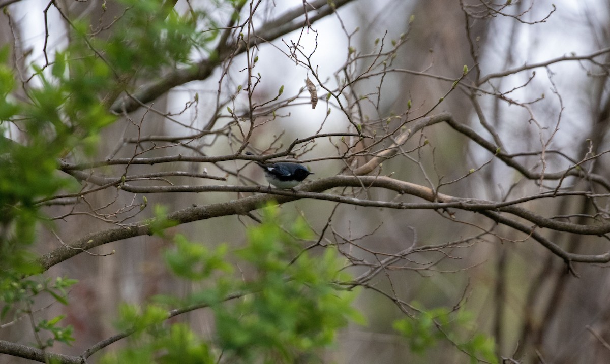 Black-throated Blue Warbler - ML568197421