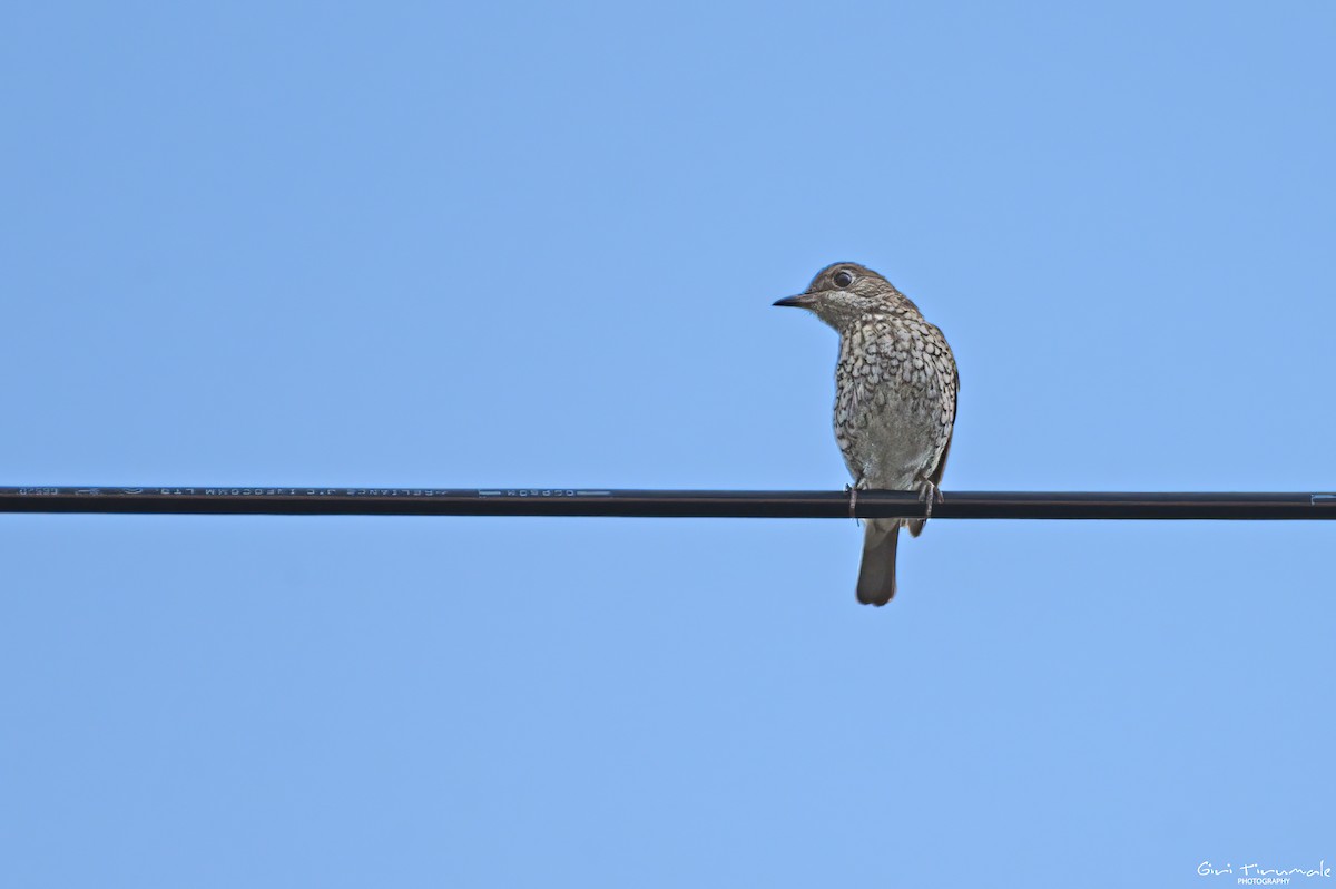 Blue Rock-Thrush - ML568197631