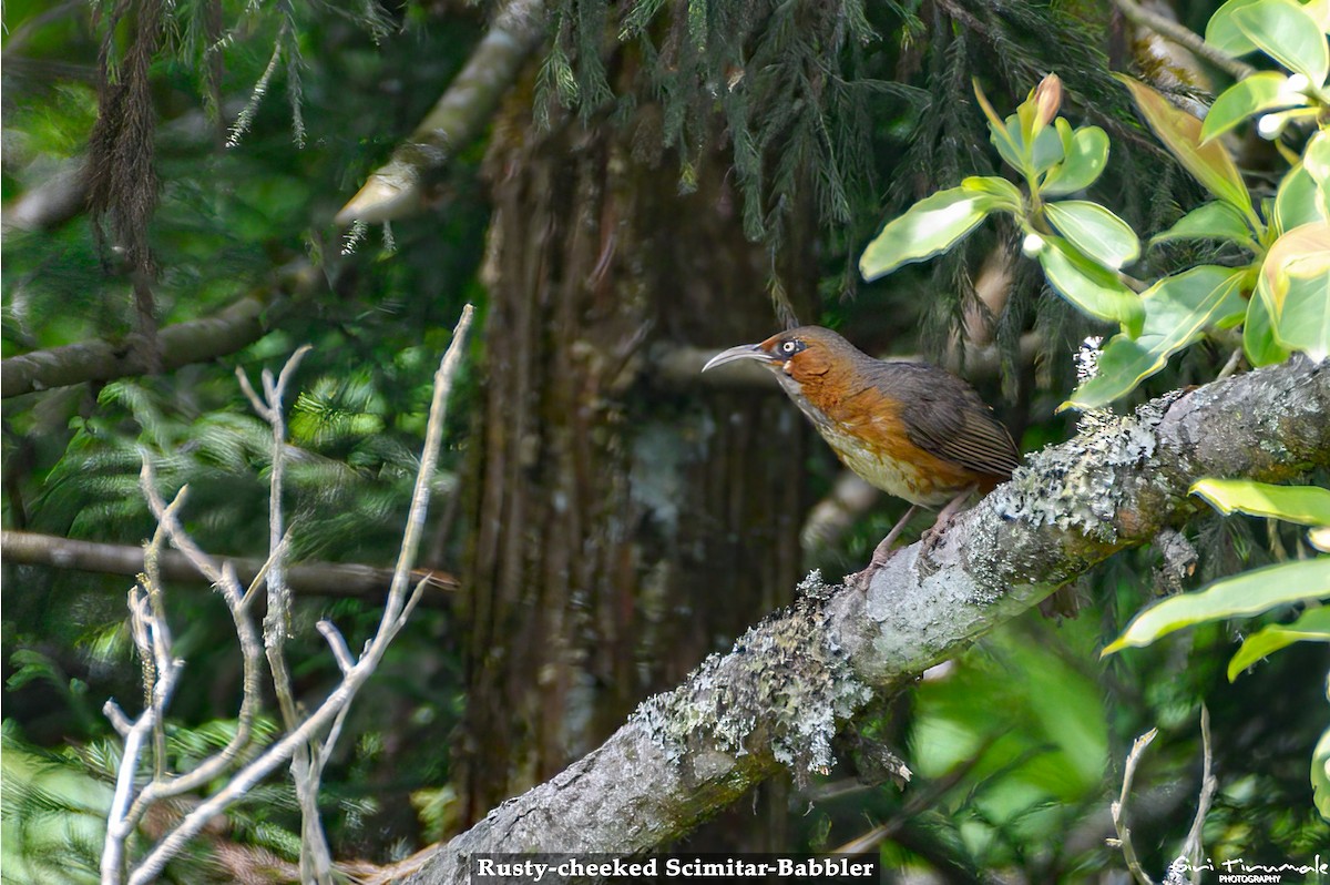 Rusty-cheeked Scimitar-Babbler - ML568199181