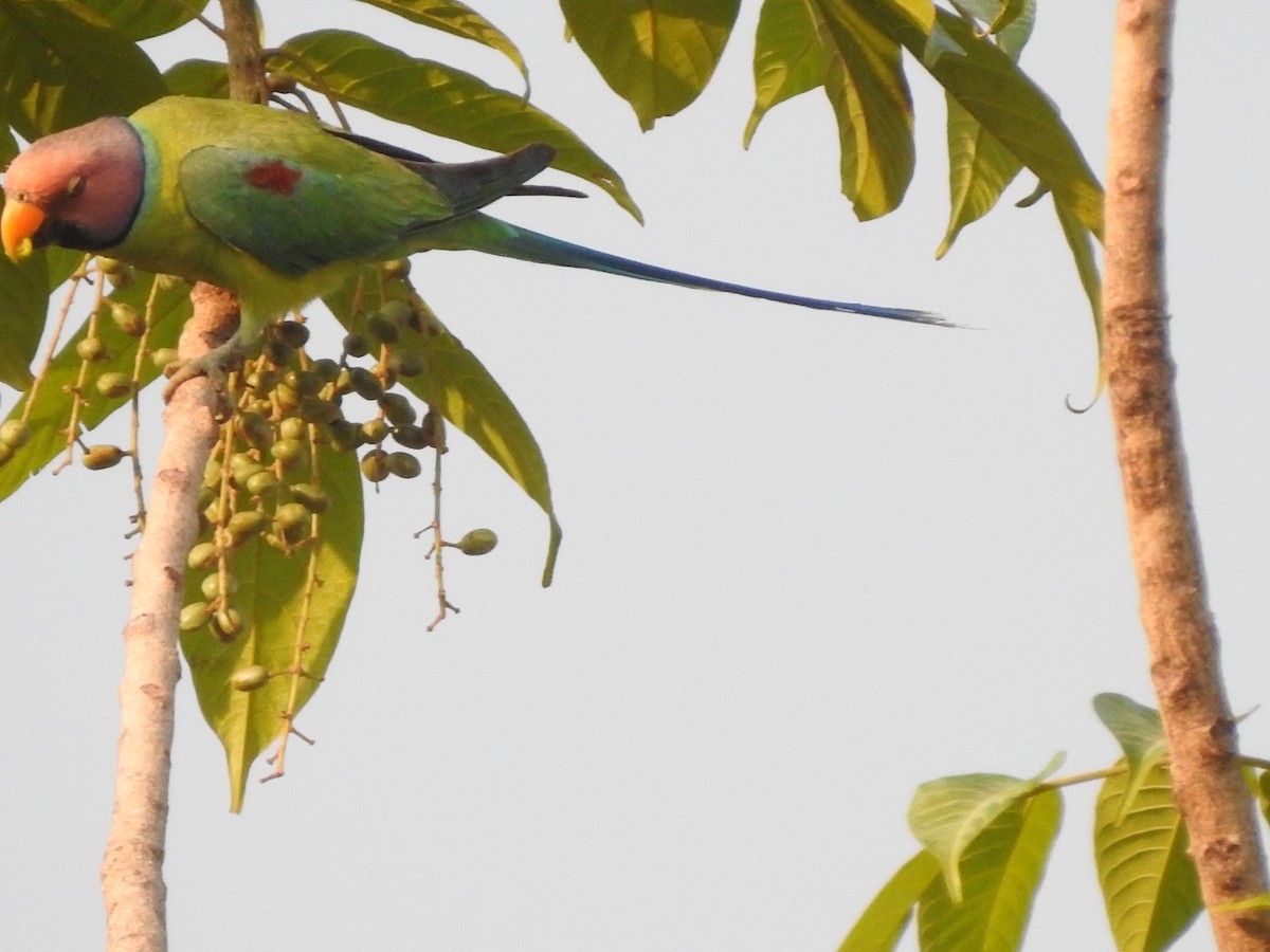 Plum-headed Parakeet - Hemraj Patil