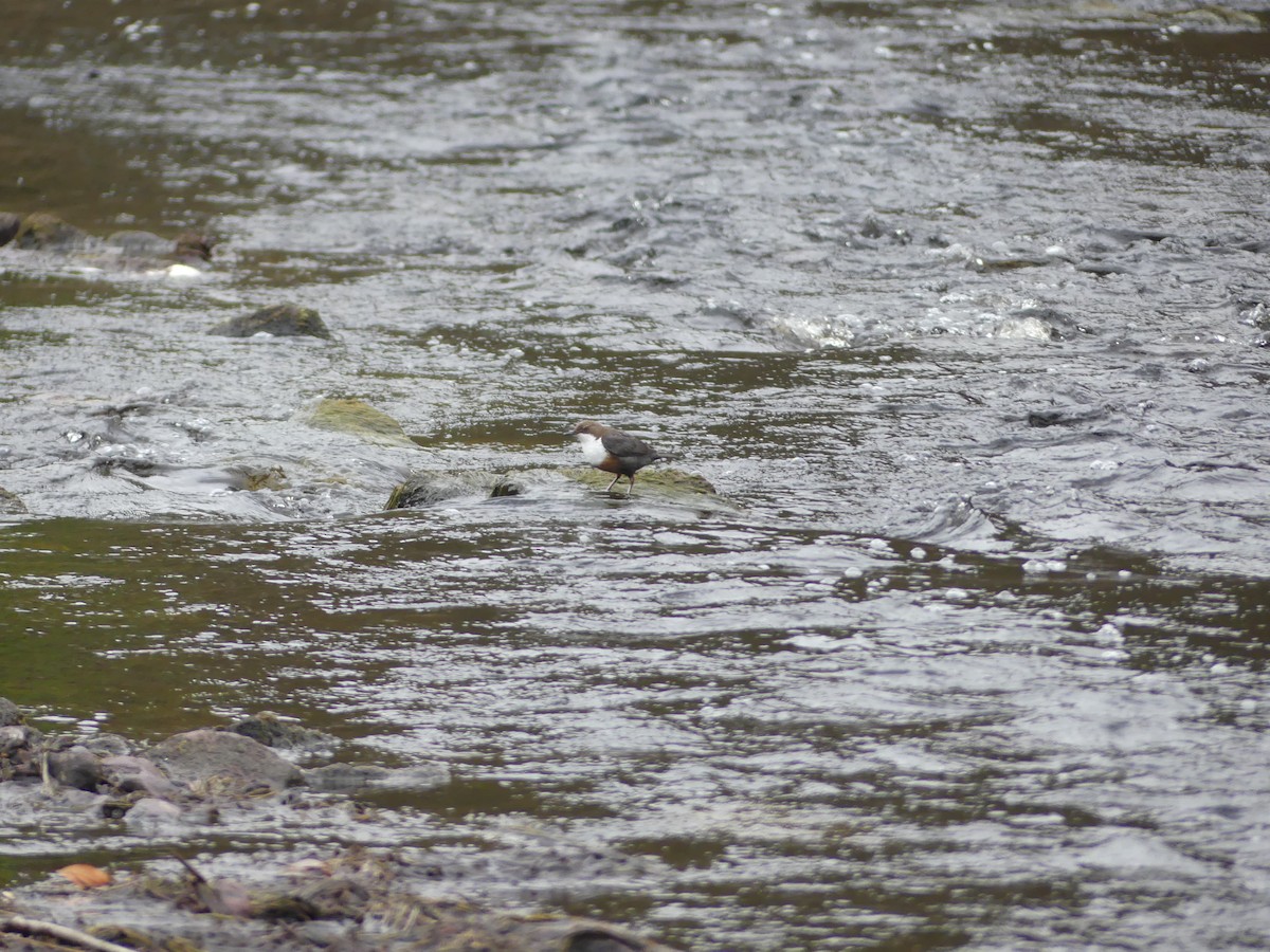 White-throated Dipper - Steve Clark