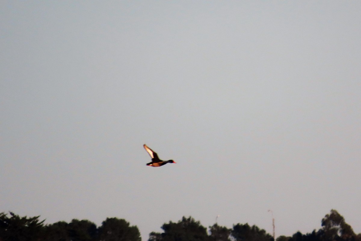 Rosy-billed Pochard - ML568199581