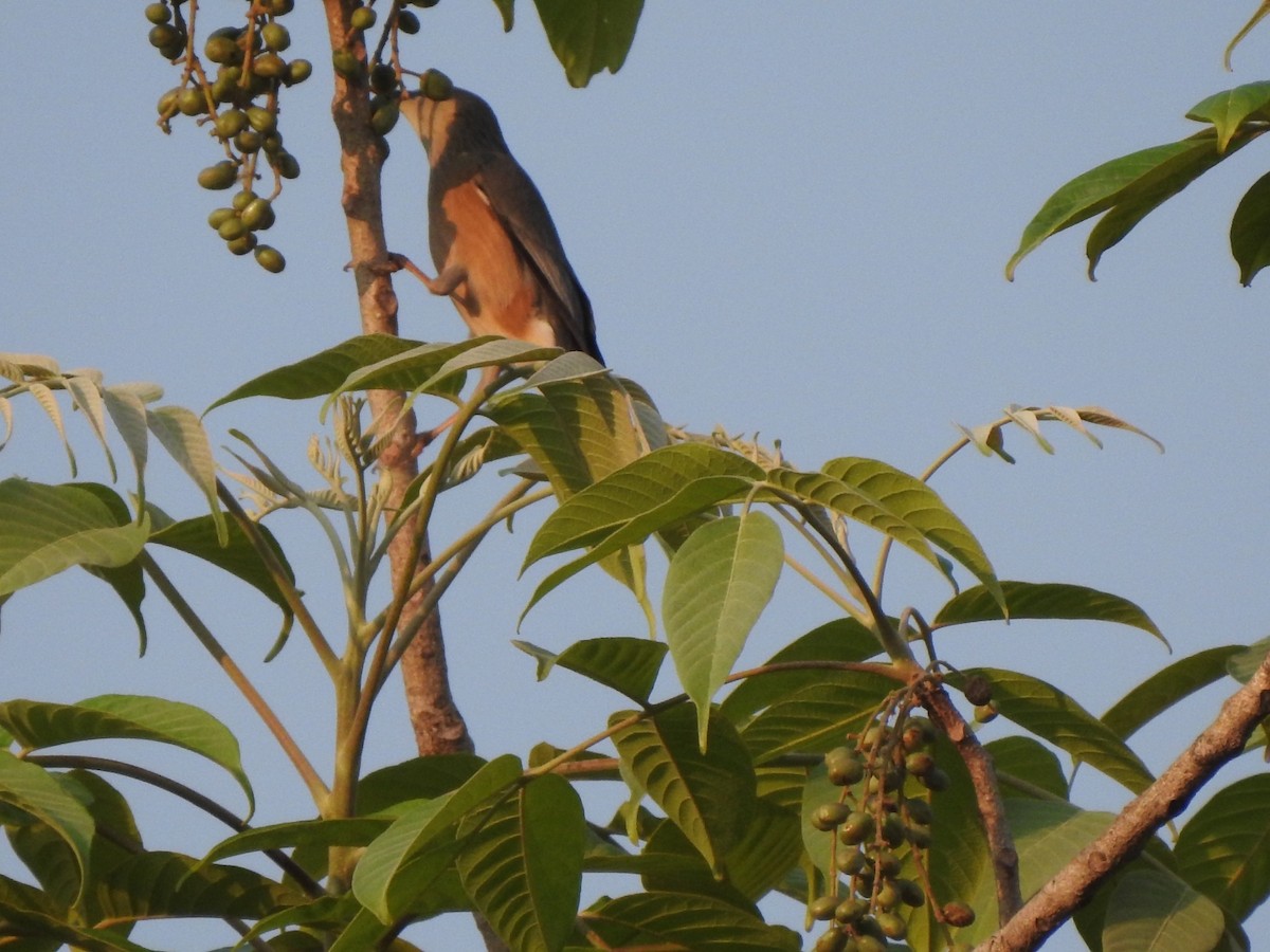 Chestnut-tailed Starling - ML568200251
