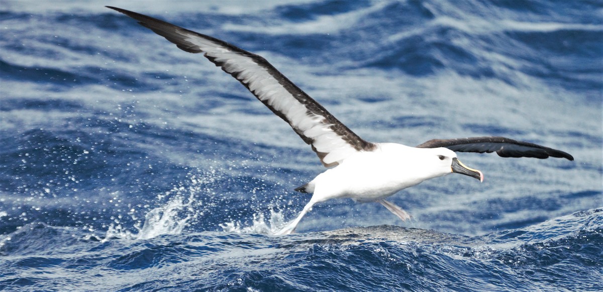 Indian Yellow-nosed Albatross - ML568200671