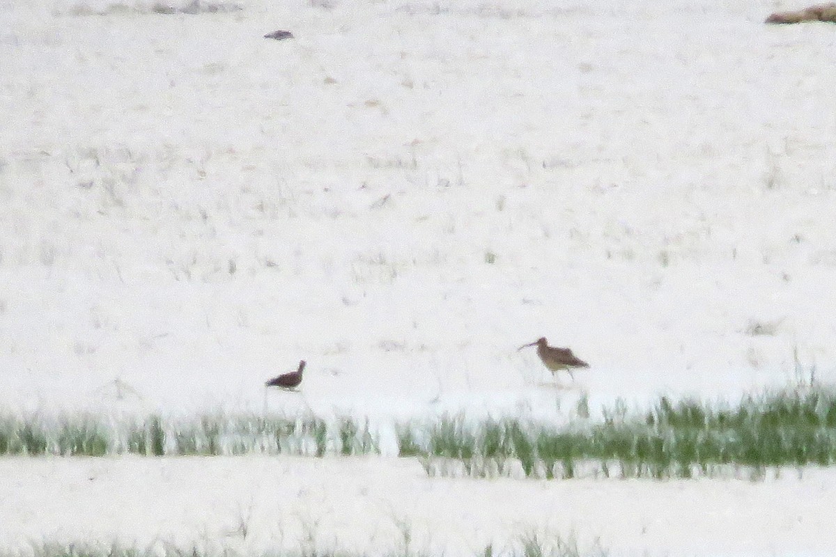 Eurasian Curlew - ML568201301