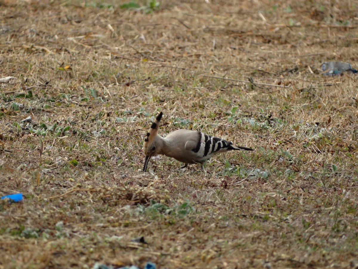 Eurasian Hoopoe - ML568201351