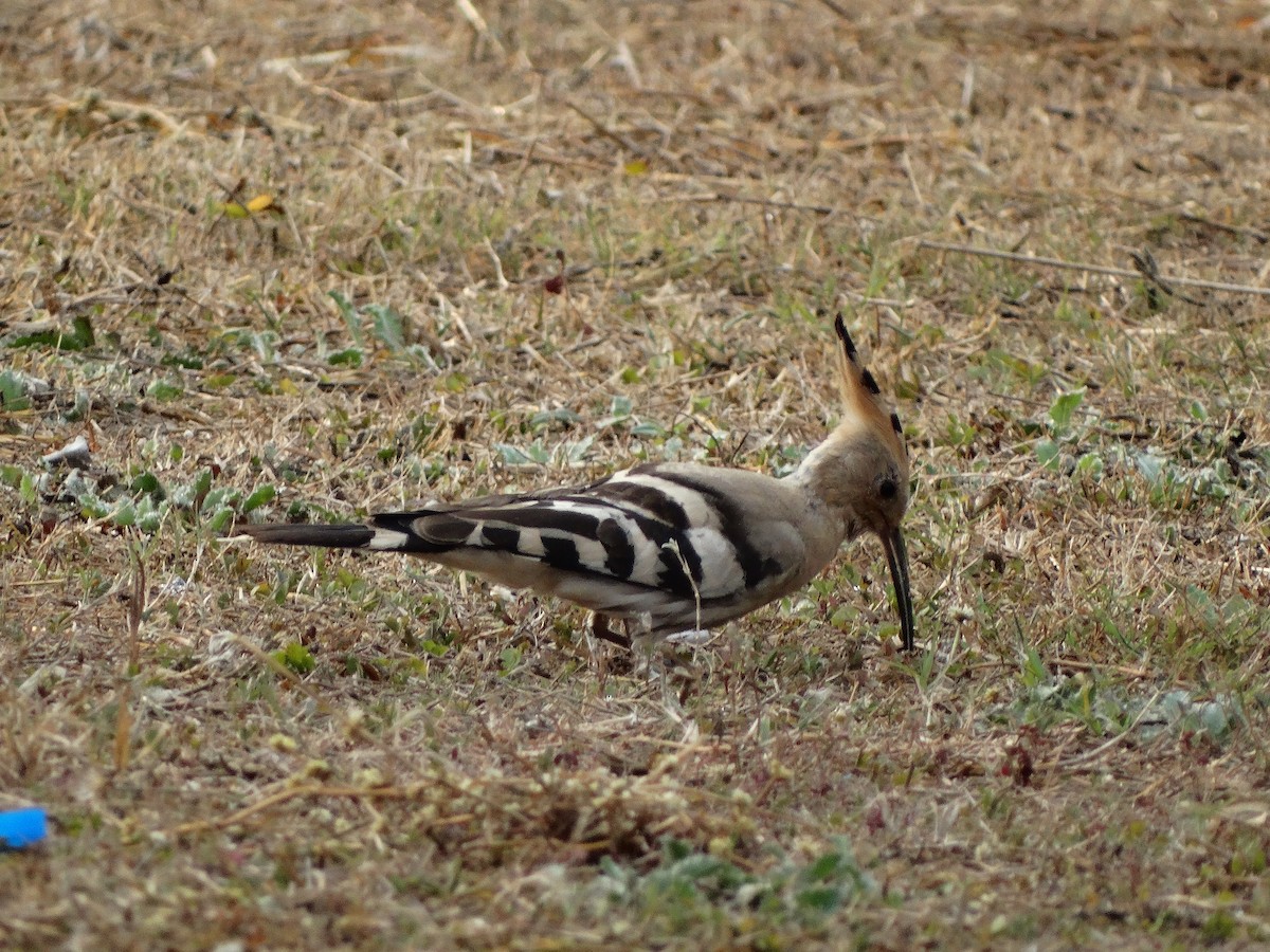 Eurasian Hoopoe - ML568201361