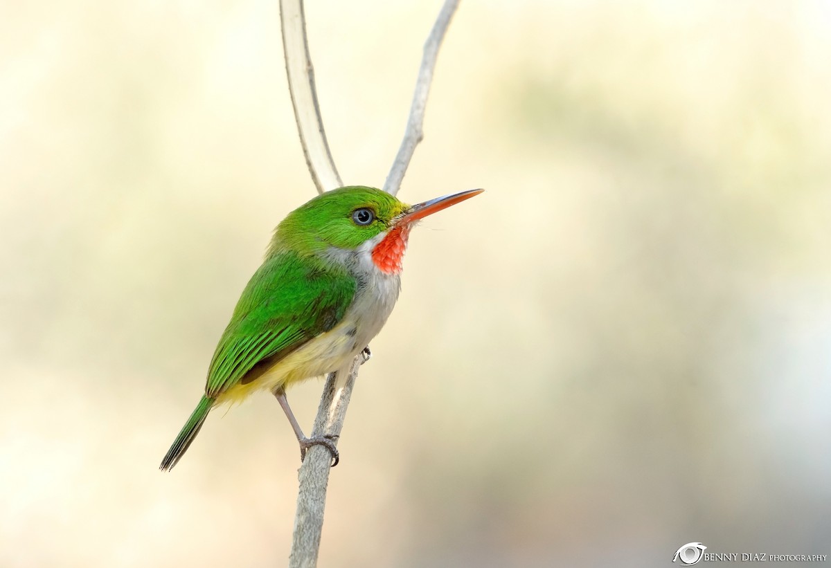 Puerto Rican Tody - ML56820141