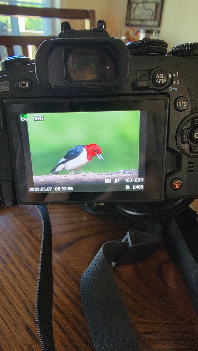 Red-headed Woodpecker - Dorothy A Grecco