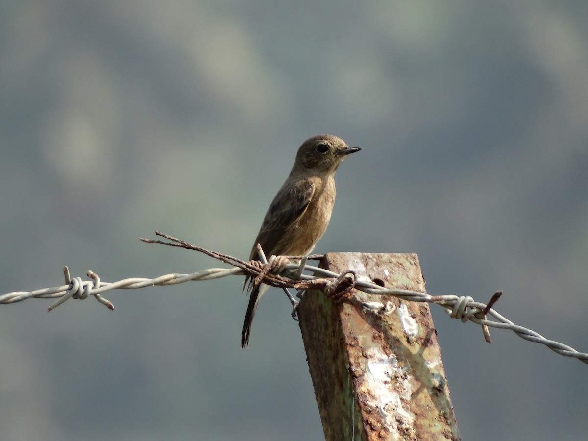 Pied Bushchat - ML568201811