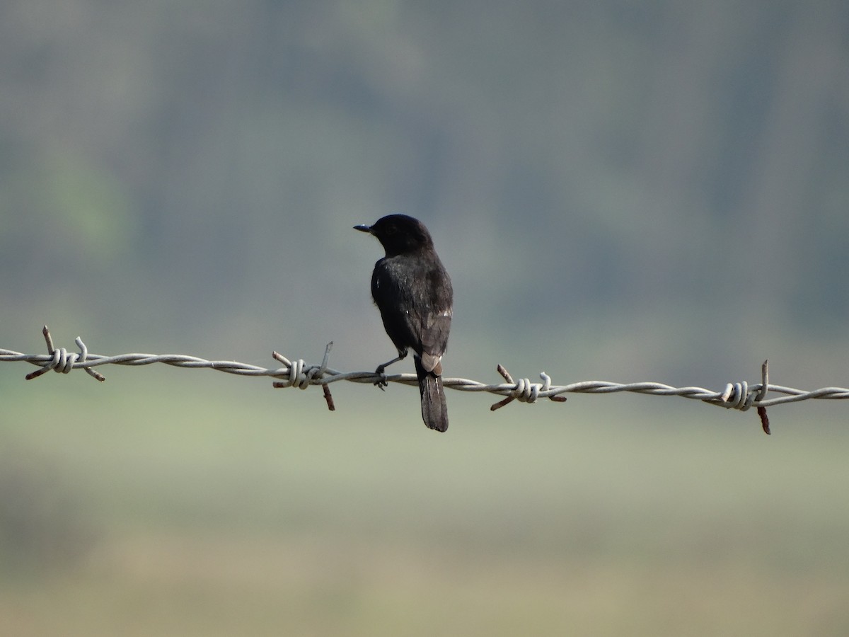 Pied Bushchat - ML568201821