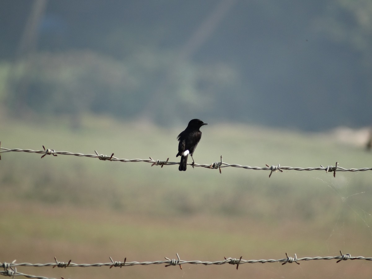 Pied Bushchat - ML568201831