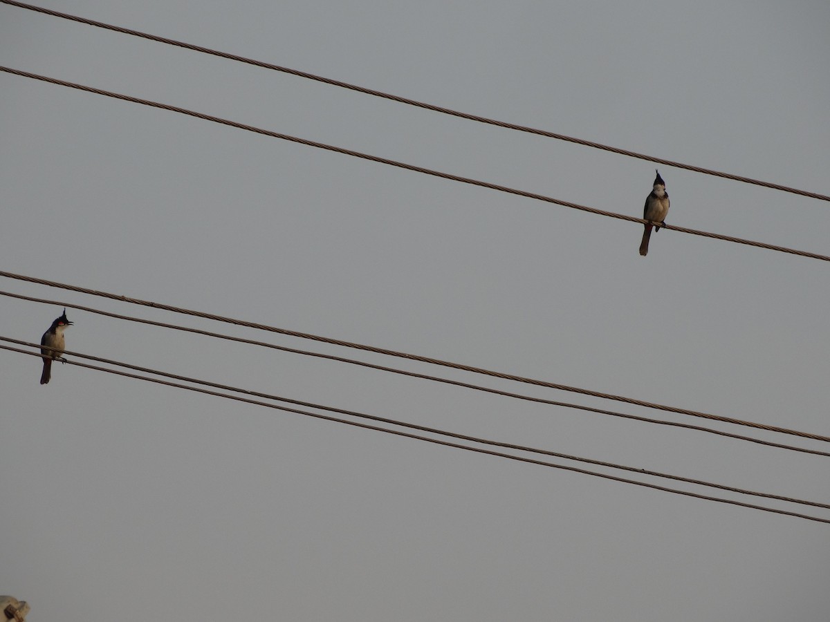 Red-whiskered Bulbul - ML568202051