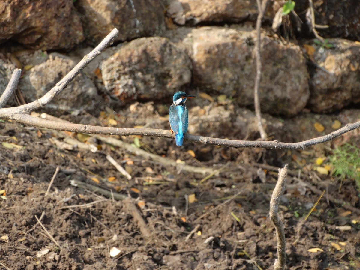 Common Kingfisher - ML568202261