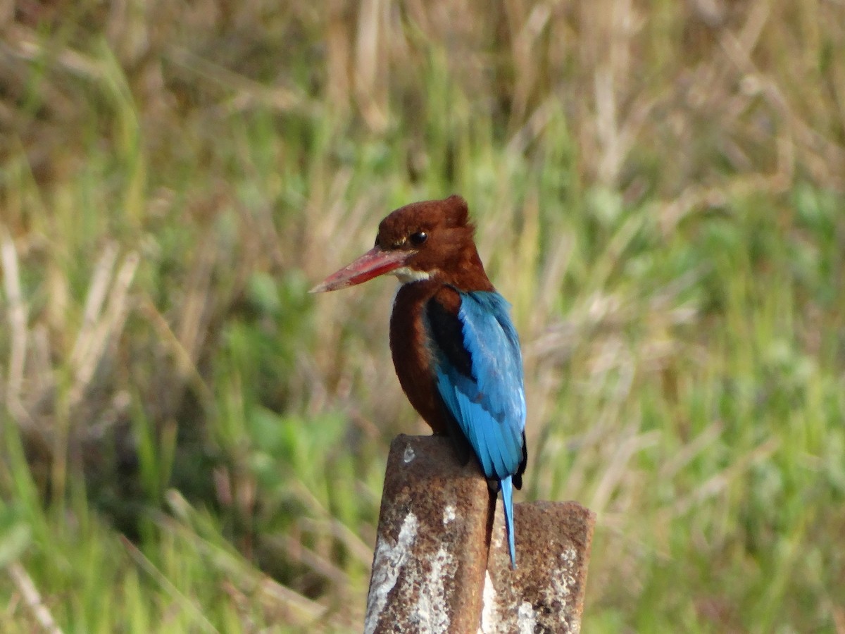 White-throated Kingfisher - ML568202681