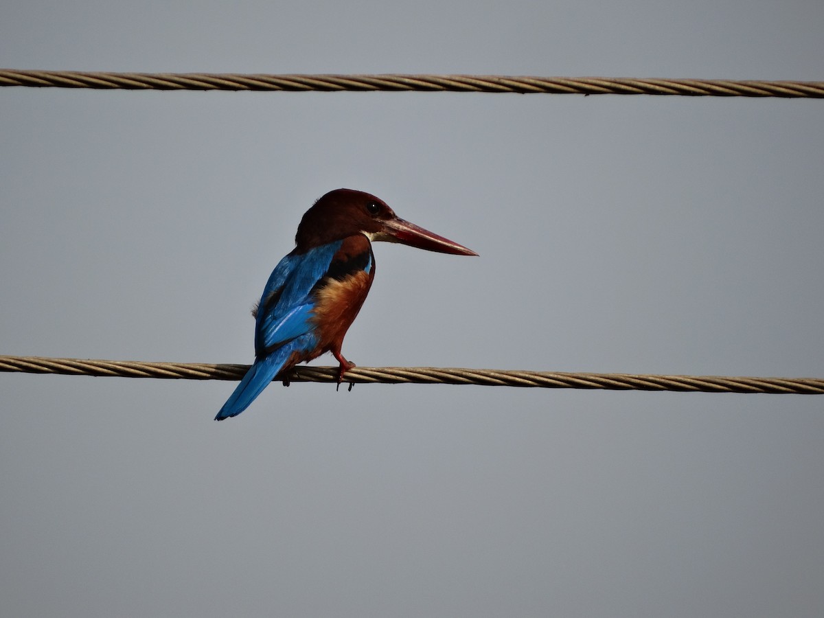 White-throated Kingfisher - Meruva Naga Rajesh