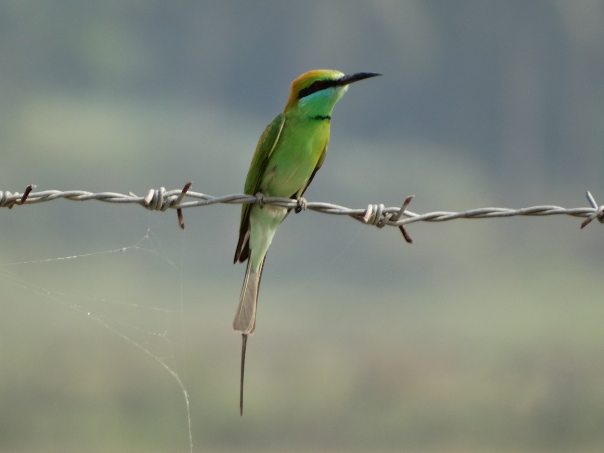 Asian Green Bee-eater - ML568202971