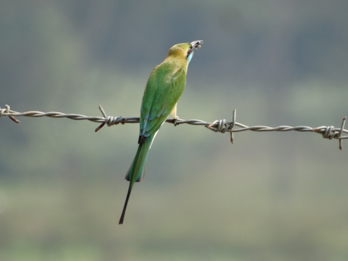 Asian Green Bee-eater - ML568202981