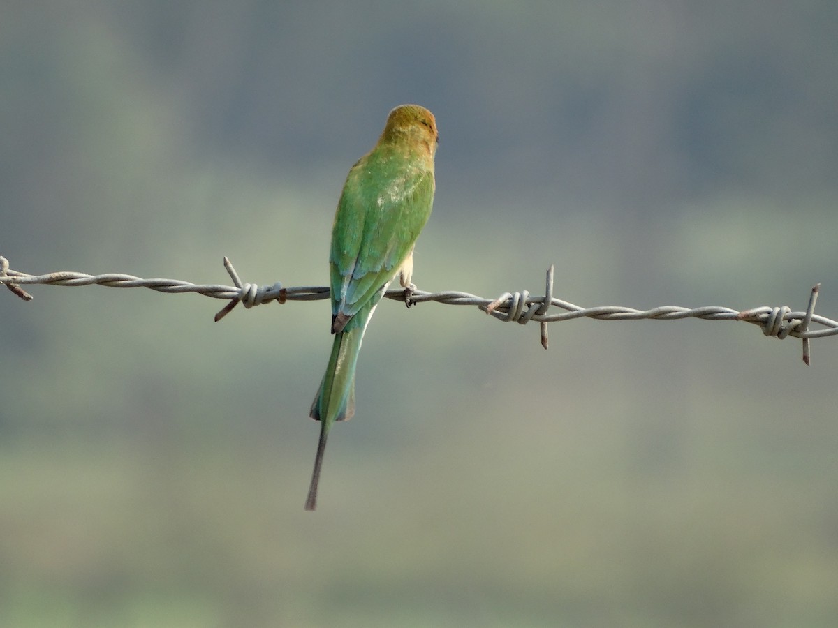 Asian Green Bee-eater - ML568202991