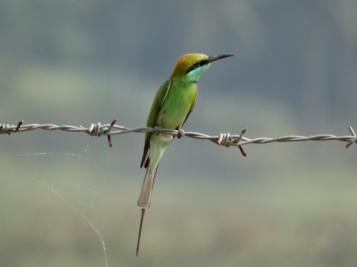 Asian Green Bee-eater - ML568203001